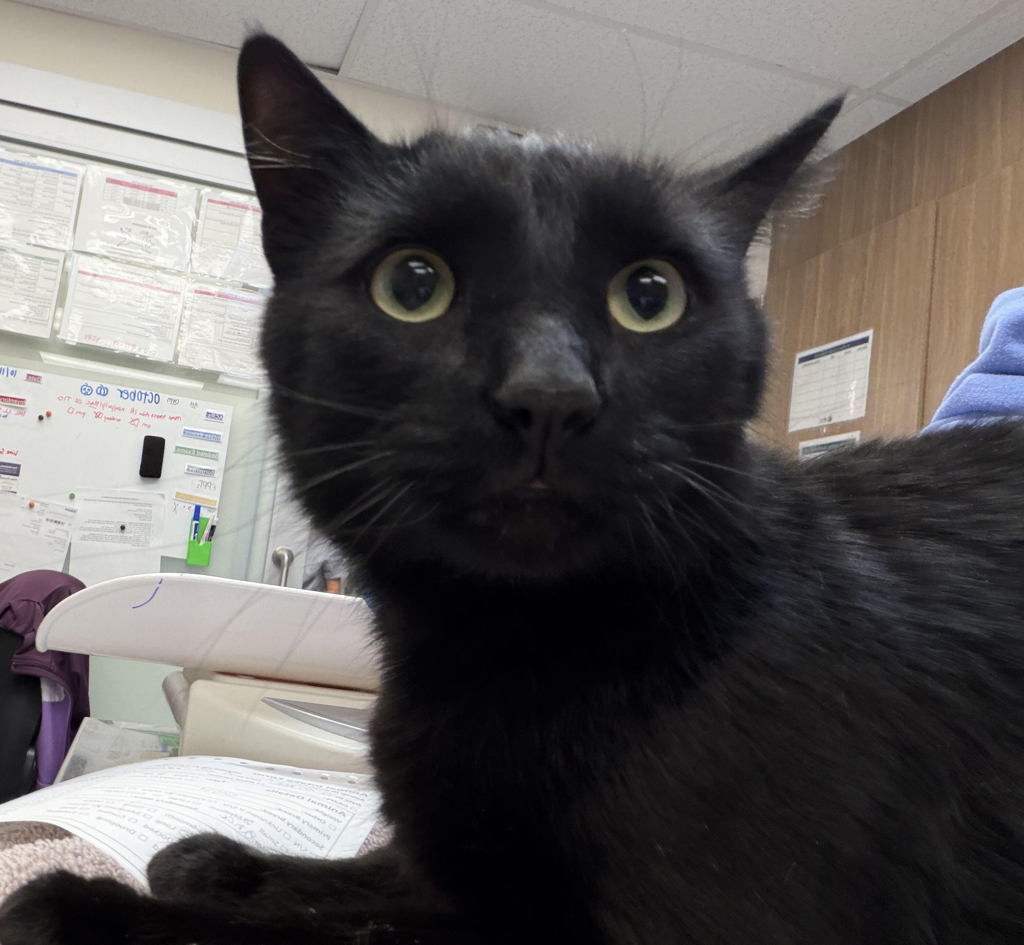 Shelter Stray Male Cat last seen SE 106th/Stephens, OR, 1700 W Historic Columbia River Hwy, Troutdale, OR 97060, USA