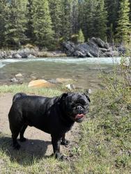 Lost Male Dog last seen Highway 11, Lacombe County, AB 
