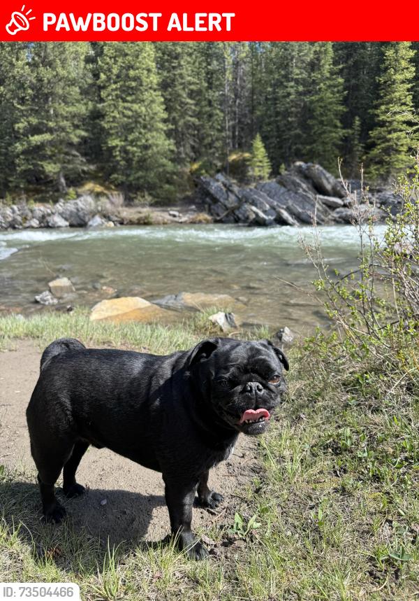 Lost Male Dog last seen Highway 11, Lacombe County, AB 