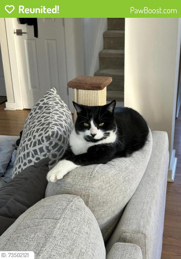 Reunited Female Cat last seen Woodstar and MacArthur, Cary, NC 27513