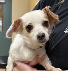 Shelter Stray Female Dog last seen 21st Ave, FAIRVIEW, OR, 97024, 1700 W Historic Columbia River Hwy, Troutdale, OR 97060, USA