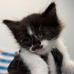 Shelter Stray Female Cat last seen Carrie Ridge Way, San Diego, CA, 92139, 5500 Gaines St, San Diego, CA 92110, USA