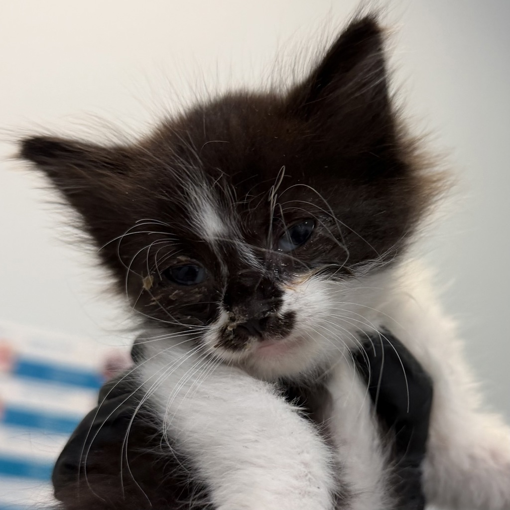 Shelter Stray Female Cat last seen Carrie Ridge Way, San Diego, CA, 92139, 5500 Gaines St, San Diego, CA 92110, USA