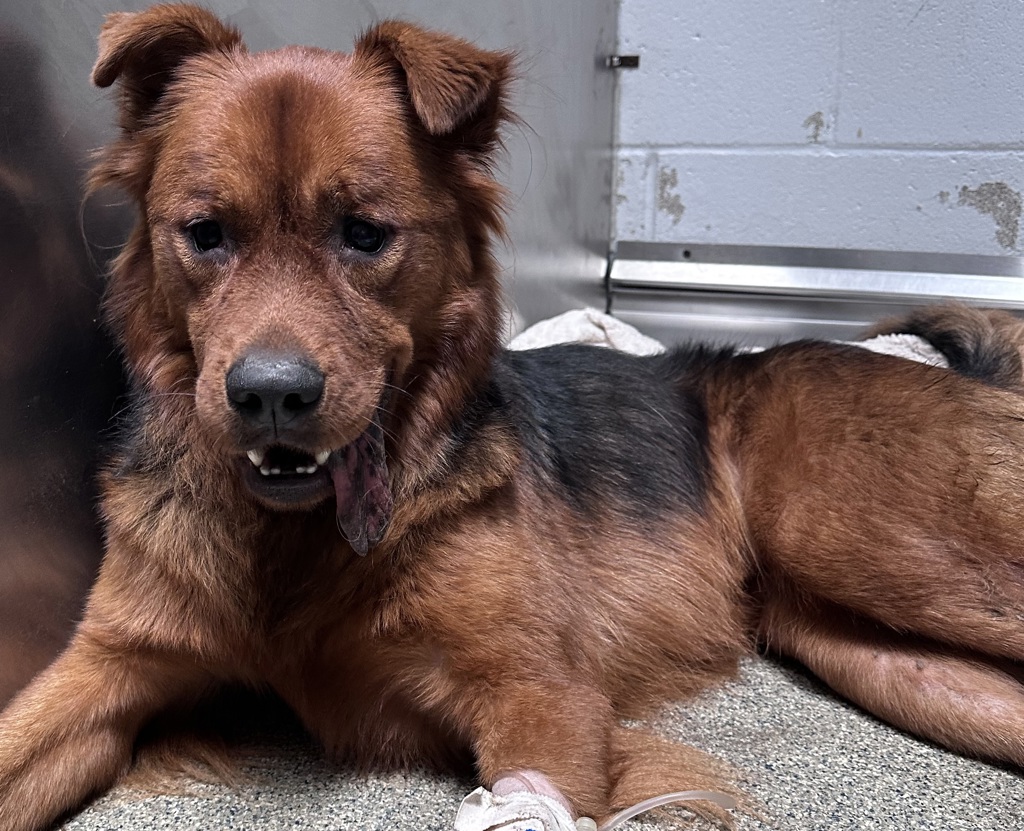 Shelter Stray Male Dog last seen Near Beta Street, San Diego, CA, 92113, 5500 Gaines St, San Diego, CA 92110, USA