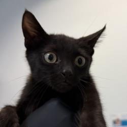 Shelter Stray Male Cat last seen 43rd Street, San Diego, CA, 92113, 5500 Gaines St, San Diego, CA 92110, USA