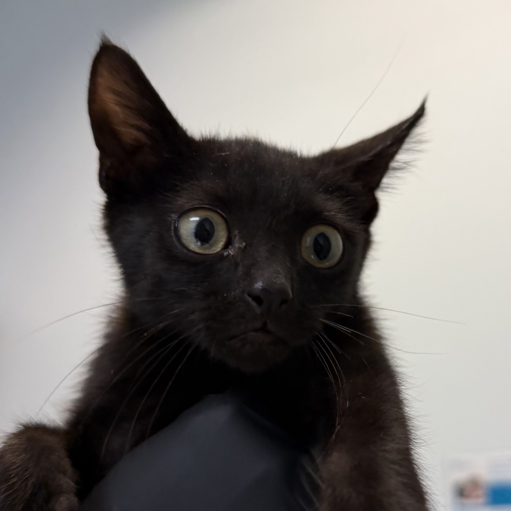 Shelter Stray Male Cat last seen 43rd Street, San Diego, CA, 92113, 5500 Gaines St, San Diego, CA 92110, USA