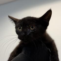 Shelter Stray Male Cat last seen 43rd Street, San Diego, CA, 92113, 5500 Gaines St, San Diego, CA 92110, USA