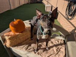 Shelter Stray Female Dog last seen Marvin Street, Oceanside, CA, 92056, Oceanside, CA 92058, USA