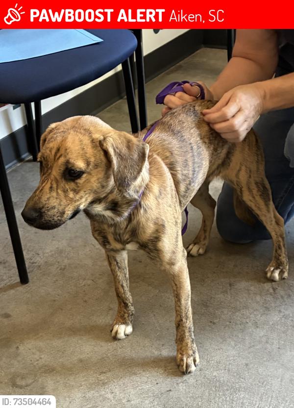 Lost Female Dog last seen Heartwood Pass andcFungerloop, Aiken, SC 29803