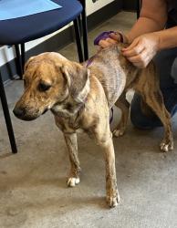 Lost Female Dog last seen Heartwood Pass andcFungerloop, Aiken, SC 29803