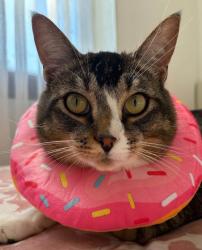Lost Male Cat last seen Near Washington blvd, Algona, WA 98001