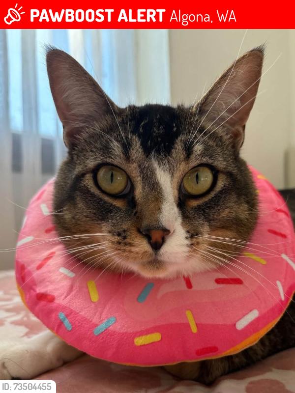 Lost Male Cat last seen Near Washington blvd, Algona, WA 98001