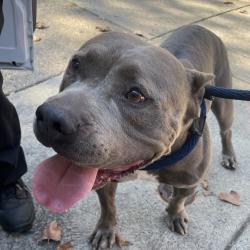 Shelter Stray Male Dog last seen , Animal Care & Control Team of Philly, 111 W Hunting Park Ave, Philadelphia, PA 19140, USA