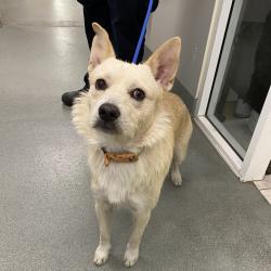 Shelter Stray Male Dog last seen , 6621 Westminster Ave, Garden Grove, CA 92844, USA