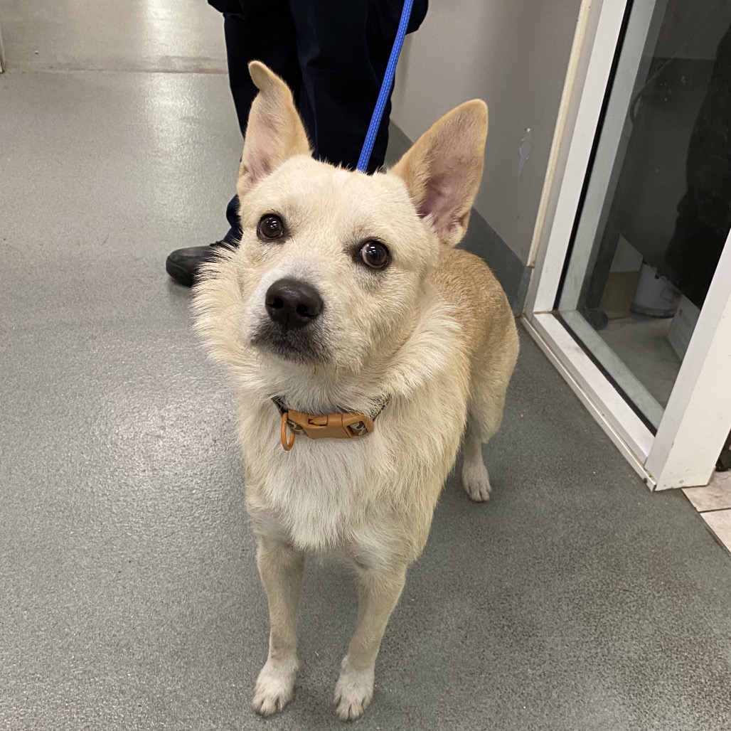 Shelter Stray Male Dog last seen , 6621 Westminster Ave, Garden Grove, CA 92844, USA