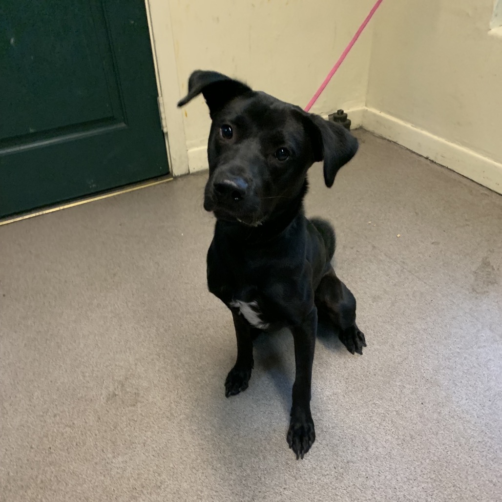 Shelter Stray Female Dog last seen , 361 S Raymond Ave, Pasadena, CA 91105, USA
