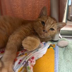 Shelter Stray Male Cat last seen , 361 S Raymond Ave, Pasadena, CA 91105, USA