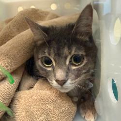 Shelter Stray Female Cat last seen , 361 S Raymond Ave, Pasadena, CA 91105, USA