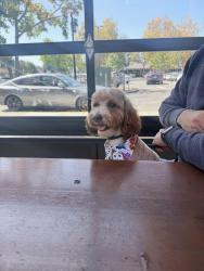 Lost Male Dog last seen Bmw Stevens creek, Santa Clara, CA 95051