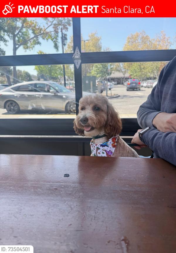 Lost Male Dog last seen Bmw Stevens creek, Santa Clara, CA 95051