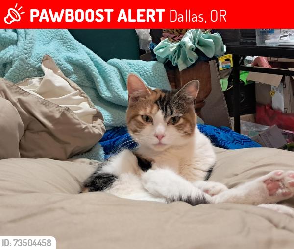 Lost Female Cat last seen Near the basketball courts at dallas city park, Dallas, OR 97338