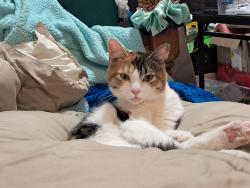 Lost Female Cat last seen Near the basketball courts at dallas city park, Dallas, OR 97338
