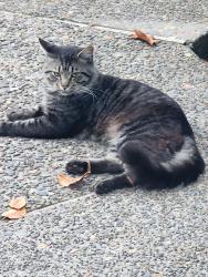 Found/Stray Male Cat last seen Town Center Heights apmts, Happy Valley, OR 97086