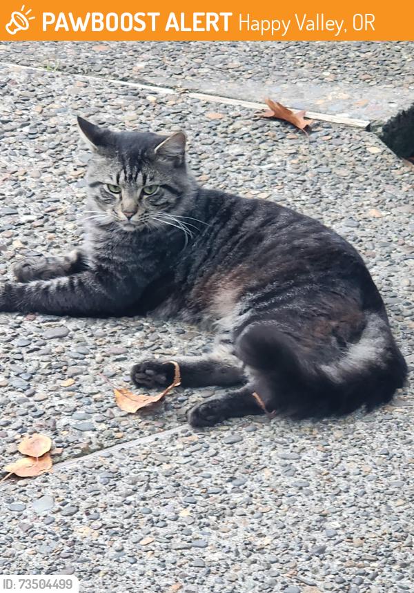 Found/Stray Male Cat last seen Town Center Heights apmts, Happy Valley, OR 97086