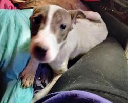 Found/Stray Female Dog last seen Old Dixie hwy, Forest Park, GA 30297