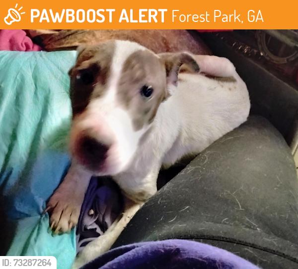 Found/Stray Female Dog last seen Old Dixie hwy, Forest Park, GA 30297