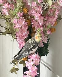 Lost Male Bird last seen Garner rd Hammond rd, Raleigh, NC 27610