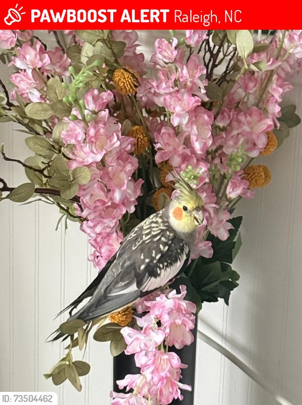 Lost Male Bird last seen Garner rd Hammond rd, Raleigh, NC 27610