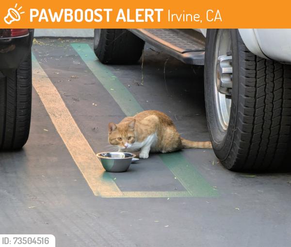 Found/Stray Unknown Cat last seen In Avella near the leasing center, Irvine, CA 92618