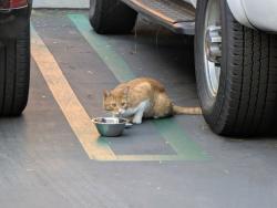 Found/Stray Unknown Cat last seen In Avella near the leasing center, Irvine, CA 92618