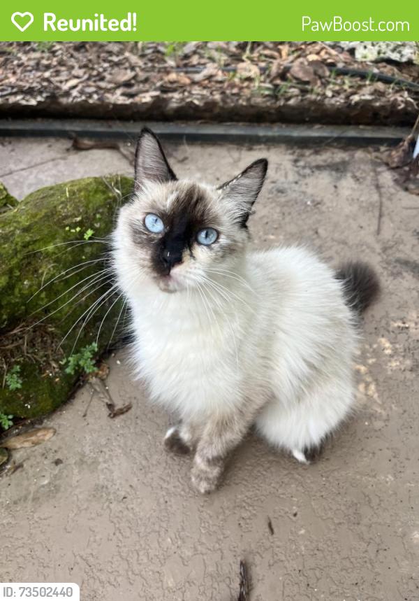 Reunited Female Cat last seen E Fort King Street, Ocala, FL 34471