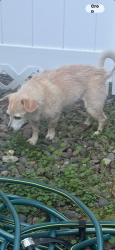 Reunited Male Dog last seen Elligsen Rd., Wilsonville, OR 97070