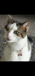 Found/Stray Female Cat last seen Pine hills rd., Cassette. Liming Ave., Pine Hills, FL 32808