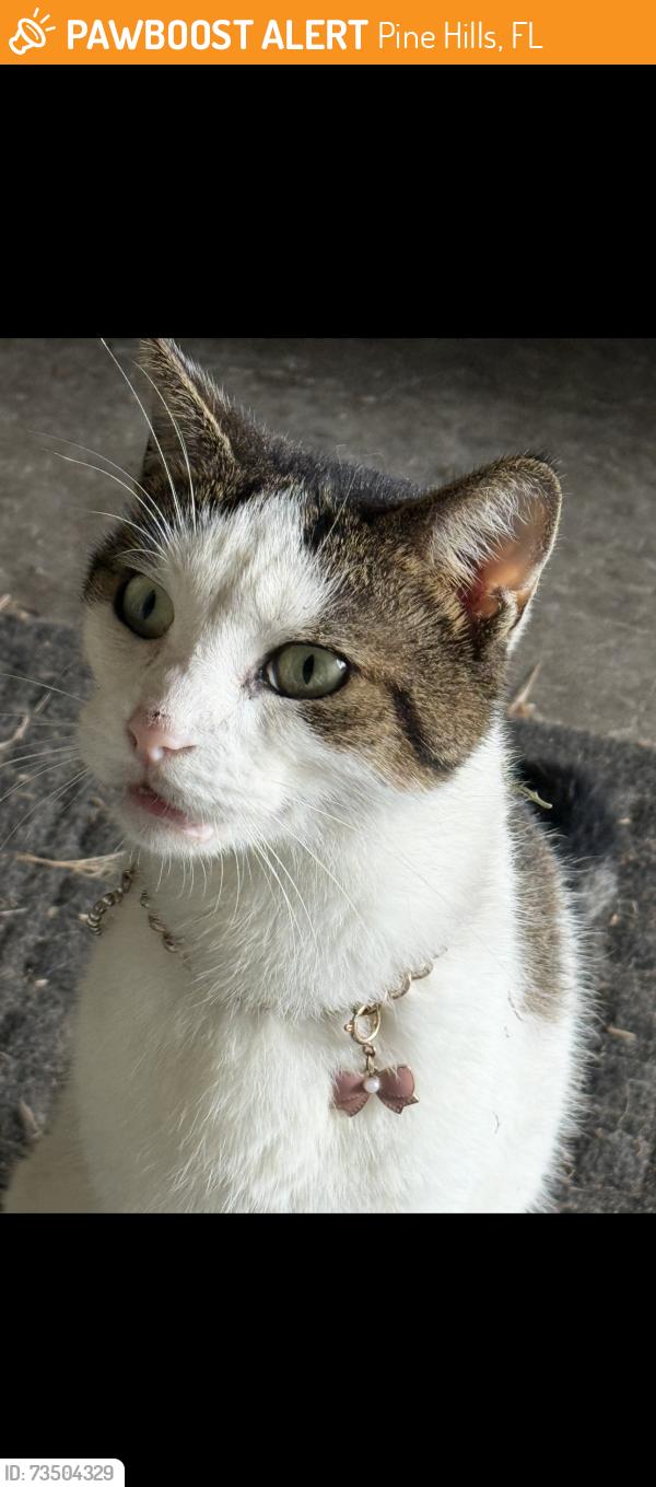 Found/Stray Female Cat last seen Pine hills rd., Cassette. Liming Ave., Pine Hills, FL 32808