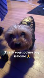 Reunited Male Dog last seen Near lewis st, Perth Amboy, NJ 08861