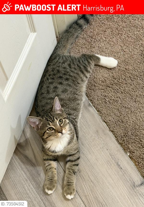 Lost Female Cat last seen Near S Highlands Cir, Harrisburg, PA 17111