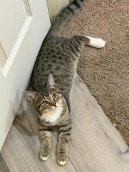 Lost Female Cat last seen Near S Highlands Cir, Harrisburg, PA 17111
