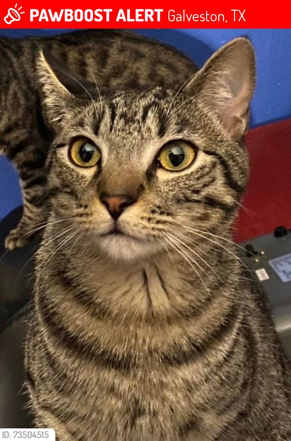 Lost Male Cat last seen Near st and avenue M, Galveston, TX 77551