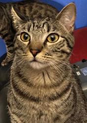 Lost Male Cat last seen Near st and avenue M, Galveston, TX 77551