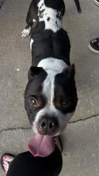 Found/Stray Male Dog last seen 31/Garnett, Tulsa, OK 74146