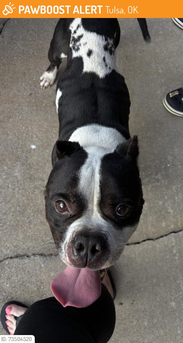 Found/Stray Male Dog last seen 31/Garnett, Tulsa, OK 74146