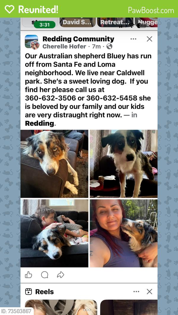 Reunited Male Dog last seen Loma, Redding, CA 96003
