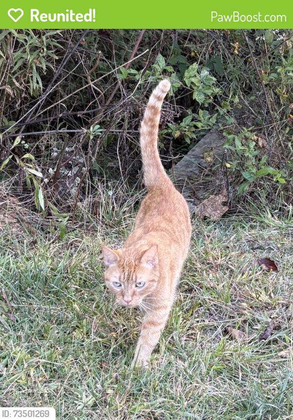 Reunited Female Cat last seen Haven & Seasons complexes in Candler, NC, Candler, NC 28715