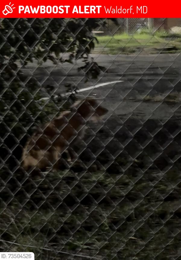 Lost Unknown Dog last seen Kitchen mom near town center, Waldorf, MD 20603
