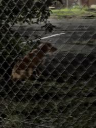 Lost Unknown Dog last seen Kitchen mom near town center, Waldorf, MD 20603