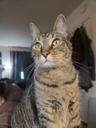 Reunited Male Cat last seen Buckingham & Blenheim, Redwood City, CA 94063